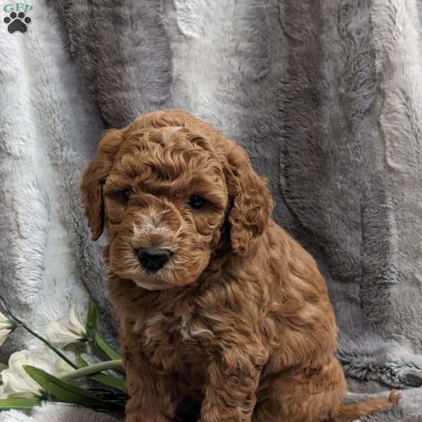 Marty, Mini Goldendoodle Puppy